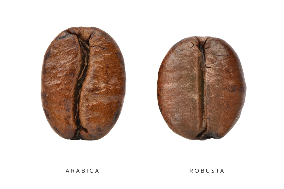 Arabica Kahve Ve Robusta Kahve Farklar Yirmibirco