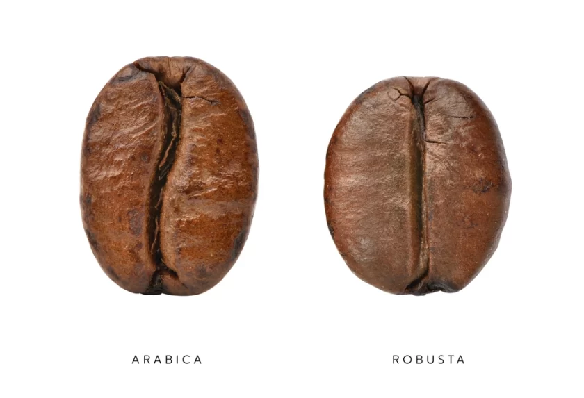 Arabica Kahve ve Robusta Kahve Farkları